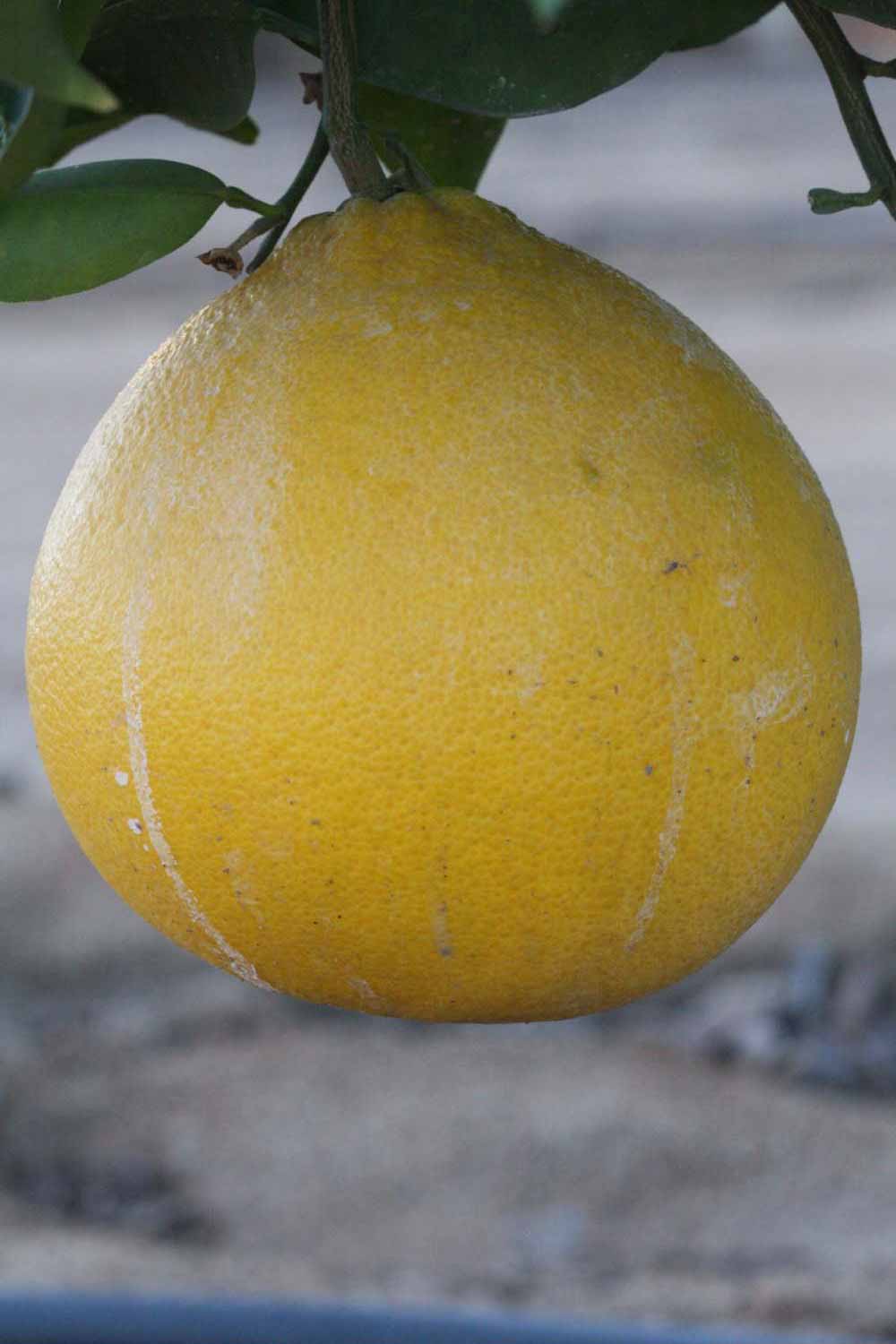            Fruit (Riverside, CA)   